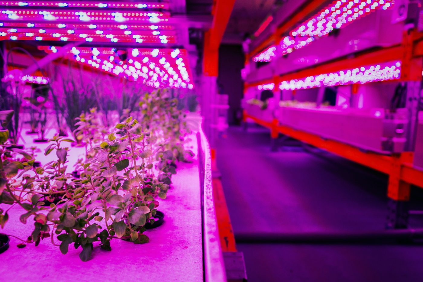 Sistema acuapónico: peces y plantas integrados bajo iluminación