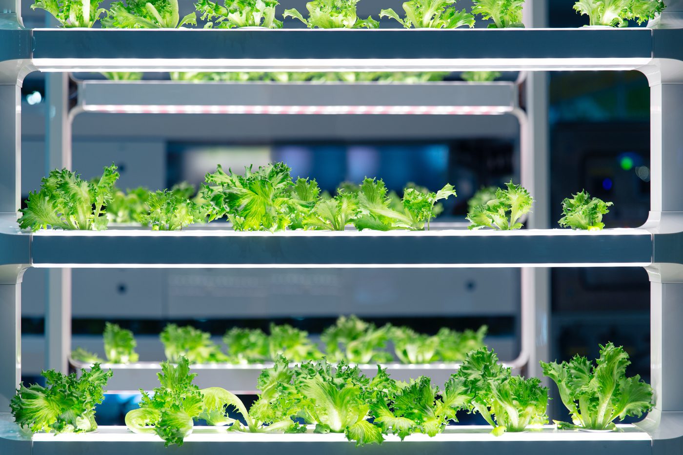 Lechuga cultivada con tecnología acuapónica