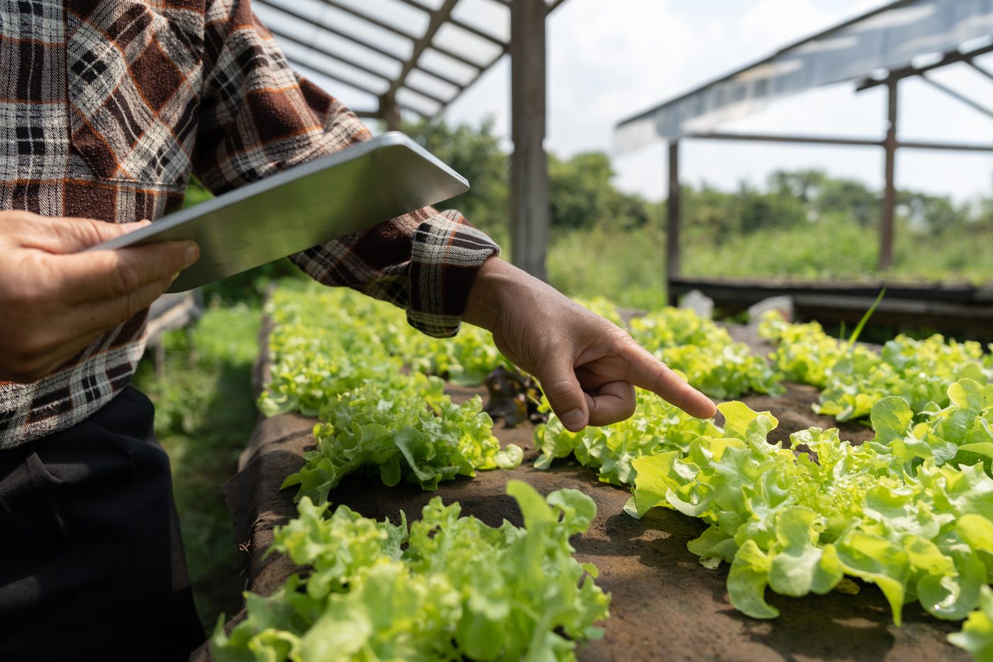 Monitoreo de cultivo orgánico en granja comercial