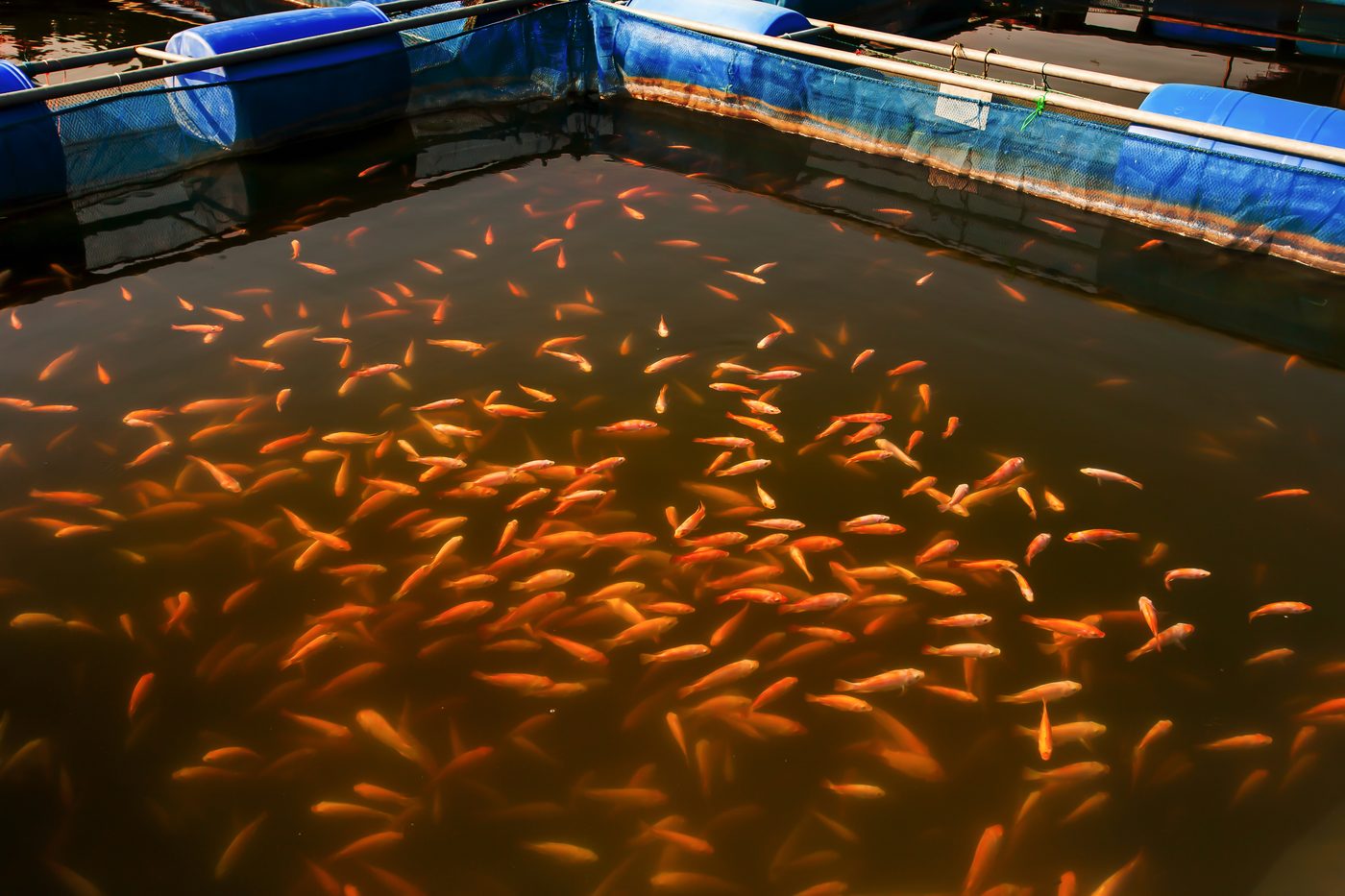 Producción de tilapia en sistema controlado